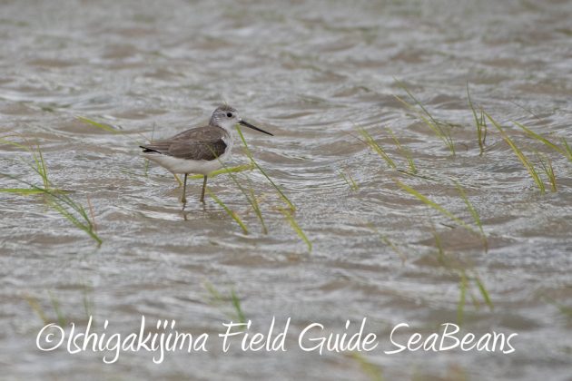 10%e6%9c%8815%e6%97%a5%e7%9f%b3%e5%9e%a3%e5%b3%b6%e3%83%90%e3%83%bc%e3%83%89%e3%82%a6%e3%82%aa%e3%83%83%e3%83%81%e3%83%b3%e3%82%b0%ef%bc%86%e9%87%8e%e9%b3%a5%e6%92%ae%e5%bd%b1%e3%82%ac%e3%82%a4