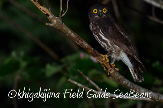 10%e6%9c%8822%e6%97%a5%e7%9f%b3%e5%9e%a3%e5%b3%b6%e3%83%8a%e3%82%a4%e3%83%88%e3%83%84%e3%82%a2%e3%83%bc2