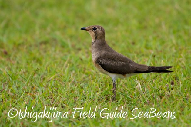 10%e6%9c%888%e6%97%a5%e7%9f%b3%e5%9e%a3%e5%b3%b6%e3%83%90%e3%83%bc%e3%83%89%e3%82%a6%e3%82%aa%e3%83%83%e3%83%81%e3%83%b3%e3%82%b0%ef%bc%86%e9%87%8e%e9%b3%a5%e6%92%ae%e5%bd%b1%e3%82%ac%e3%82%a4