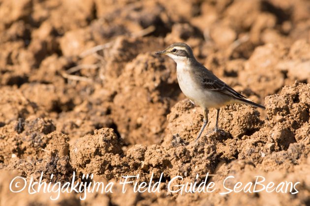 10%e6%9c%8821%e6%97%a5%e7%9f%b3%e5%9e%a3%e5%b3%b6%e3%83%90%e3%83%bc%e3%83%89%e3%82%a6%e3%82%aa%e3%83%83%e3%83%81%e3%83%b3%e3%82%b0%ef%bc%86%e9%87%8e%e9%b3%a5%e6%92%ae%e5%bd%b1%e3%82%ac%e3%82%a4