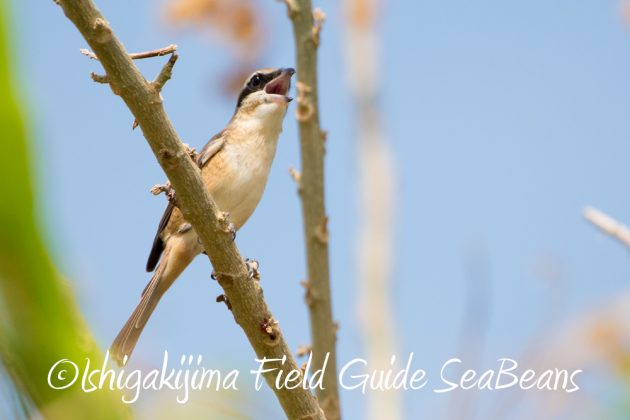 10%e6%9c%883%e6%97%a5%e7%9f%b3%e5%9e%a3%e5%b3%b6%e3%83%90%e3%83%bc%e3%83%89%e3%82%a6%e3%82%aa%e3%83%83%e3%83%81%e3%83%b3%e3%82%b0%ef%bc%86%e9%87%8e%e9%b3%a5%e6%92%ae%e5%bd%b1%e3%82%ac%e3%82%a4