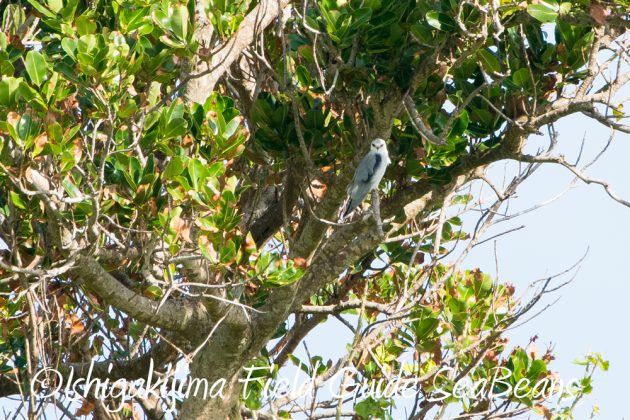 10%e6%9c%8821%e6%97%a5%e7%9f%b3%e5%9e%a3%e5%b3%b6%e3%83%90%e3%83%bc%e3%83%89%e3%82%a6%e3%82%aa%e3%83%83%e3%83%81%e3%83%b3%e3%82%b0%ef%bc%86%e9%87%8e%e9%b3%a5%e6%92%ae%e5%bd%b1%e3%82%ac%e3%82%a4