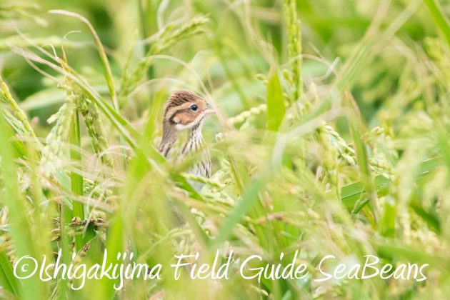 10%e6%9c%889%e6%97%a5%e7%9f%b3%e5%9e%a3%e5%b3%b6%e3%83%90%e3%83%bc%e3%83%89%e3%82%a6%e3%82%aa%e3%83%83%e3%83%81%e3%83%b3%e3%82%b0%ef%bc%86%e9%87%8e%e9%b3%a5%e8%a6%b3%e5%af%9f%e3%82%ac%e3%82%a4