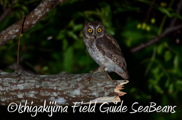 10%e6%9c%8830%e6%97%a5%e7%9f%b3%e5%9e%a3%e5%b3%b6%e3%83%8a%e3%82%a4%e3%83%88%e3%83%84%e3%82%a2%e3%83%bc3