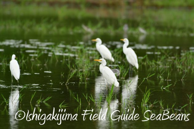 10%e6%9c%8817%e6%97%a5%e3%83%90%e3%83%bc%e3%83%89%e3%82%a6%e3%82%aa%e3%83%83%e3%83%81%e3%83%b3%e3%82%b0%ef%bc%86%e9%87%8e%e9%b3%a5%e6%92%ae%e5%bd%b1%e3%82%ac%e3%82%a4%e3%83%8910