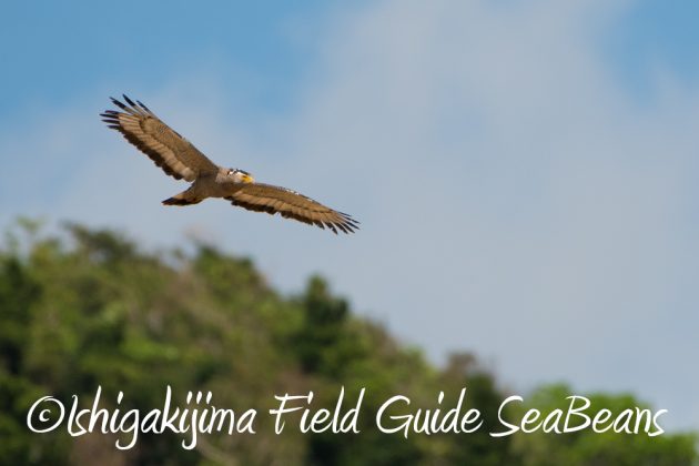 10%e6%9c%8822%e6%97%a5%e7%9f%b3%e5%9e%a3%e5%b3%b6%e3%83%90%e3%83%bc%e3%83%89%e3%82%a6%e3%82%aa%e3%83%83%e3%83%81%e3%83%b3%e3%82%b0%ef%bc%86%e9%87%8e%e9%b3%a5%e6%92%ae%e5%bd%b1%e3%82%ac%e3%82%a4