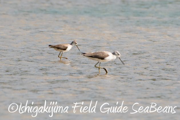 10%e6%9c%8821%e6%97%a5%e7%9f%b3%e5%9e%a3%e5%b3%b6%e3%83%90%e3%83%bc%e3%83%89%e3%82%a6%e3%82%aa%e3%83%83%e3%83%81%e3%83%b3%e3%82%b0%ef%bc%86%e9%87%8e%e9%b3%a5%e6%92%ae%e5%bd%b1%e3%82%ac%e3%82%a4