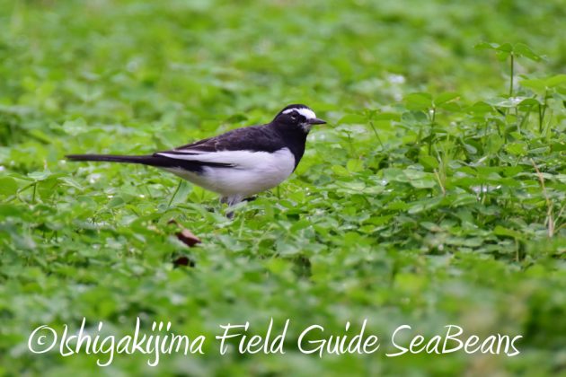 10-28%e5%ba%83%e5%b3%b6%e7%9c%8c%e3%83%90%e3%83%bc%e3%83%89%e3%82%a6%e3%82%aa%e3%83%83%e3%83%81%e3%83%b3%e3%82%b0%ef%bc%86%e9%87%8e%e9%b3%a5%e8%a6%b3%e5%af%9f6