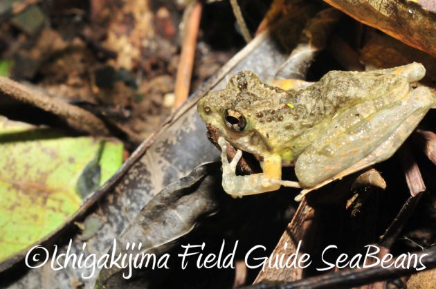 10%e6%9c%882%e6%97%a5%e7%9f%b3%e5%9e%a3%e5%b3%b6%e3%83%8a%e3%82%a4%e3%83%88%e3%83%84%e3%82%a2%e3%83%bc13