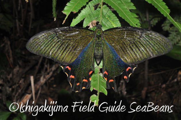 10%e6%9c%881%e6%97%a5%e7%9f%b3%e5%9e%a3%e5%b3%b6%e3%83%8a%e3%82%a4%e3%83%88%e3%83%84%e3%82%a2%e3%83%bc12