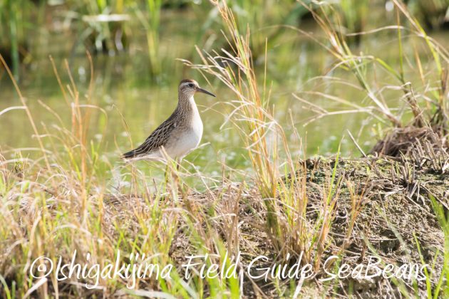 10-2%e7%9f%b3%e5%9e%a3%e5%b3%b6%e3%83%90%e3%83%bc%e3%83%89%e3%82%a6%e3%82%aa%e3%83%83%e3%83%81%e3%83%b3%e3%82%b0%ef%bc%86%e9%87%8e%e9%b3%a5%e6%92%ae%e5%bd%b1%e3%82%ac%e3%82%a4%e3%83%894