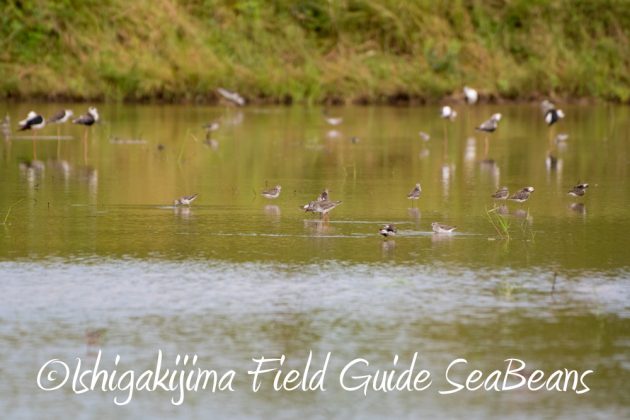 10%e6%9c%886%e6%97%a5%e7%9f%b3%e5%9e%a3%e5%b3%b6%e3%83%90%e3%83%bc%e3%83%89%e3%82%a6%e3%82%aa%e3%83%83%e3%83%81%e3%83%b3%e3%82%b0%ef%bc%86%e9%87%8e%e9%b3%a5%e6%92%ae%e5%bd%b1%e3%82%ac%e3%82%a4