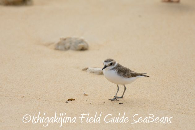 10%e6%9c%8820%e6%97%a5%e9%b3%a5%e7%8d%a3%e4%bf%9d%e8%ad%b7%e5%8c%ba%e5%9f%9f%e5%b7%a1%e5%9b%9e%e8%aa%bf%e6%9f%bb3