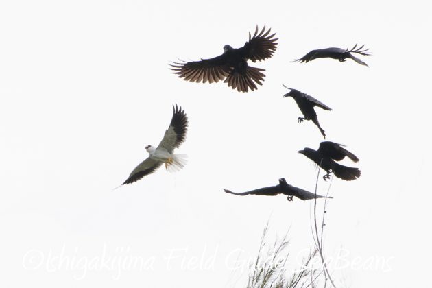 10%e6%9c%8814%e6%97%a5%e7%9f%b3%e5%9e%a3%e5%b3%b6%e3%83%90%e3%83%bc%e3%83%89%e3%82%a6%e3%82%aa%e3%83%83%e3%83%81%e3%83%b3%e3%82%b0%ef%bc%86%e9%87%8e%e9%b3%a5%e6%92%ae%e5%bd%b1%e3%82%ac%e3%82%a4