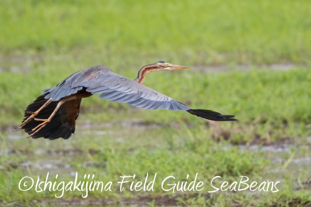 10%e6%9c%8815%e6%97%a5%e7%9f%b3%e5%9e%a3%e5%b3%b6%e3%83%90%e3%83%bc%e3%83%89%e3%82%a6%e3%82%aa%e3%83%83%e3%83%81%e3%83%b3%e3%82%b0%ef%bc%86%e9%87%8e%e9%b3%a5%e6%92%ae%e5%bd%b1%e3%82%ac%e3%82%a4