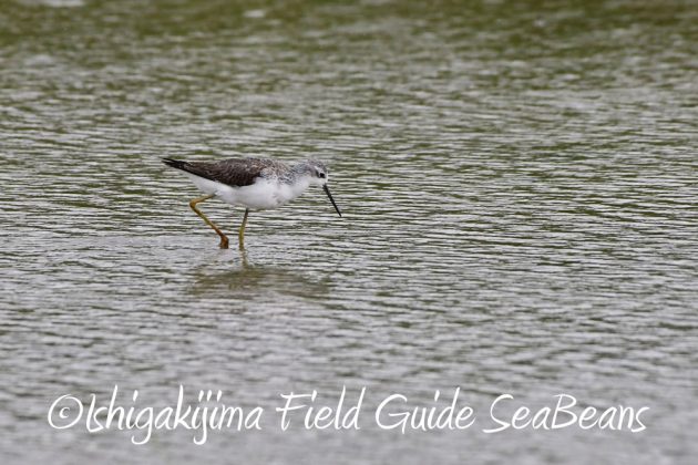 10%e6%9c%8813%e6%97%a5%e7%9f%b3%e5%9e%a3%e5%b3%b6%e3%83%90%e3%83%bc%e3%83%89%e3%82%a6%e3%82%aa%e3%83%83%e3%83%81%e3%83%b3%e3%82%b0%e3%82%ac%e3%82%a4%e3%83%894