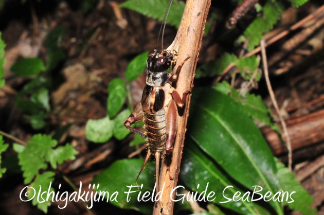 10%e6%9c%8830%e6%97%a5%e7%9f%b3%e5%9e%a3%e5%b3%b6%e3%83%8a%e3%82%a4%e3%83%88%e3%83%84%e3%82%a2%e3%83%bc10