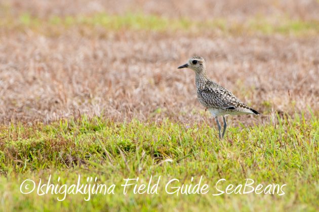 10%e6%9c%883%e6%97%a5%e7%9f%b3%e5%9e%a3%e5%b3%b6%e3%83%90%e3%83%bc%e3%83%89%e3%82%a6%e3%82%aa%e3%83%83%e3%83%81%e3%83%b3%e3%82%b0%ef%bc%86%e9%87%8e%e9%b3%a5%e6%92%ae%e5%bd%b1%e3%82%ac%e3%82%a4