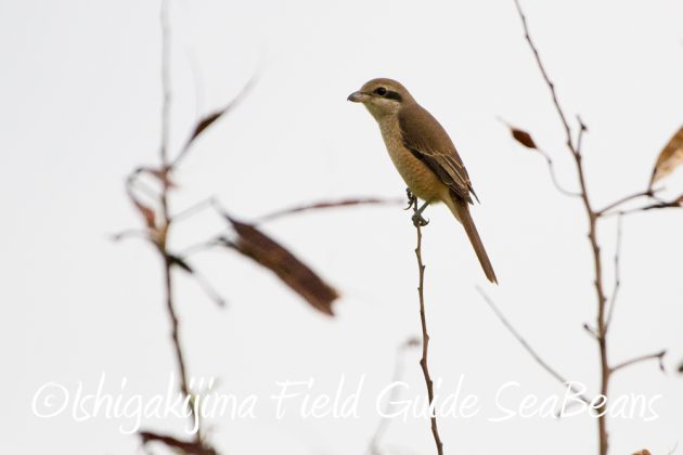 10%e6%9c%889%e6%97%a5%e7%9f%b3%e5%9e%a3%e5%b3%b6%e3%83%90%e3%83%bc%e3%83%89%e3%82%a6%e3%82%aa%e3%83%83%e3%83%81%e3%83%b3%e3%82%b0%ef%bc%86%e9%87%8e%e9%b3%a5%e8%a6%b3%e5%af%9f%e3%82%ac%e3%82%a4