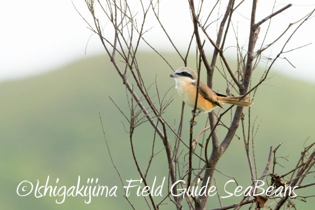 10%e6%9c%8817%e6%97%a5%e3%83%90%e3%83%bc%e3%83%89%e3%82%a6%e3%82%aa%e3%83%83%e3%83%81%e3%83%b3%e3%82%b0%ef%bc%86%e9%87%8e%e9%b3%a5%e6%92%ae%e5%bd%b1%e3%82%ac%e3%82%a4%e3%83%897