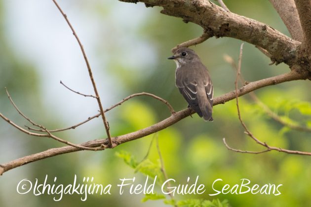 10%e6%9c%889%e6%97%a5%e7%9f%b3%e5%9e%a3%e5%b3%b6%e3%83%90%e3%83%bc%e3%83%89%e3%82%a6%e3%82%aa%e3%83%83%e3%83%81%e3%83%b3%e3%82%b0%ef%bc%86%e9%87%8e%e9%b3%a5%e8%a6%b3%e5%af%9f%e3%82%ac%e3%82%a4