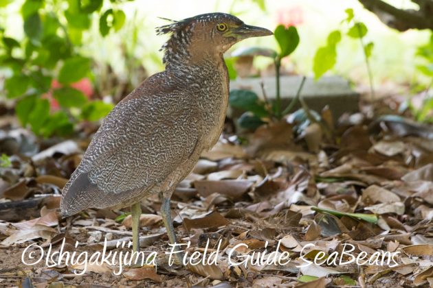 10%e6%9c%8822%e6%97%a5%e7%9f%b3%e5%9e%a3%e5%b3%b6%e3%83%90%e3%83%bc%e3%83%89%e3%82%a6%e3%82%aa%e3%83%83%e3%83%81%e3%83%b3%e3%82%b0%ef%bc%86%e9%87%8e%e9%b3%a5%e6%92%ae%e5%bd%b1%e3%82%ac%e3%82%a4