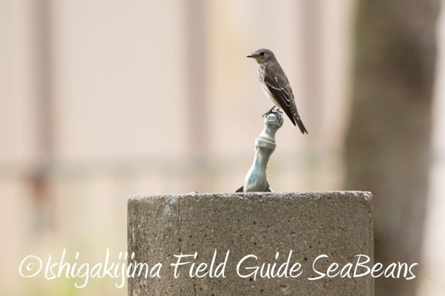 10%e6%9c%8823%e6%97%a5%e7%9f%b3%e5%9e%a3%e5%b3%b6%e3%83%90%e3%83%bc%e3%83%89%e3%82%a6%e3%82%aa%e3%83%83%e3%83%81%e3%83%b3%e3%82%b0%ef%bc%86%e9%87%8e%e9%b3%a5%e6%92%ae%e5%bd%b1%e3%82%ac%e3%82%a4