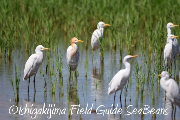 10%e6%9c%8812%e6%97%a5%e7%9f%b3%e5%9e%a3%e5%b3%b6%e3%83%90%e3%83%bc%e3%83%89%e3%82%a6%e3%82%aa%e3%83%83%e3%83%81%e3%83%b3%e3%82%b0%e3%82%ac%e3%82%a4%e3%83%8910