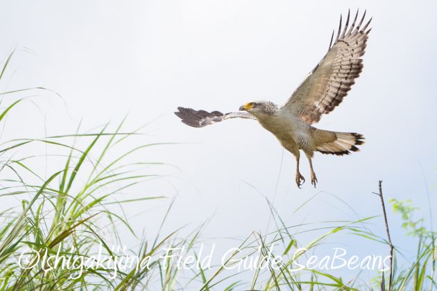 10%e6%9c%8816%e6%97%a5%e7%9f%b3%e5%9e%a3%e5%b3%b6%e9%87%8e%e9%b3%a5%e6%92%ae%e5%bd%b1%e3%82%ac%e3%82%a4%e3%83%899