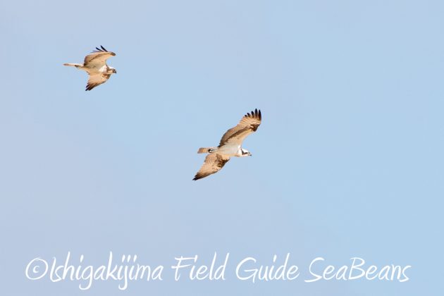 10%e6%9c%8821%e6%97%a5%e7%9f%b3%e5%9e%a3%e5%b3%b6%e3%83%90%e3%83%bc%e3%83%89%e3%82%a6%e3%82%aa%e3%83%83%e3%83%81%e3%83%b3%e3%82%b0%ef%bc%86%e9%87%8e%e9%b3%a5%e6%92%ae%e5%bd%b1%e3%82%ac%e3%82%a4