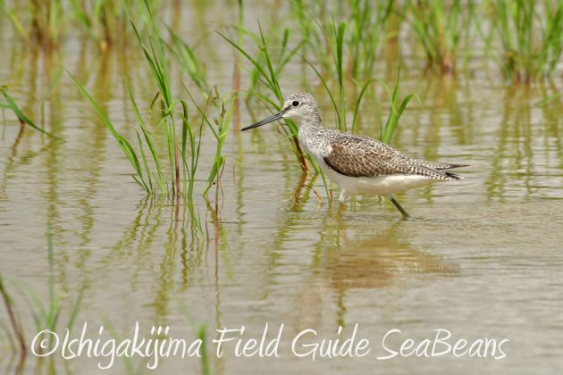 10%e6%9c%8817%e6%97%a5%e3%83%90%e3%83%bc%e3%83%89%e3%82%a6%e3%82%aa%e3%83%83%e3%83%81%e3%83%b3%e3%82%b0%ef%bc%86%e9%87%8e%e9%b3%a5%e6%92%ae%e5%bd%b1%e3%82%ac%e3%82%a4%e3%83%892