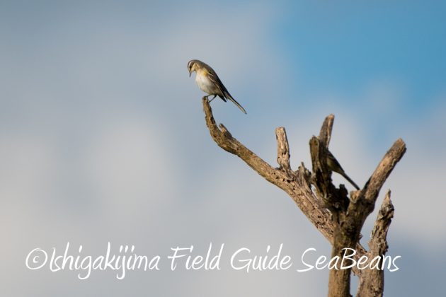 10%e6%9c%8827%e6%97%a5%e7%9f%b3%e5%9e%a3%e5%b3%b6%e3%83%90%e3%83%bc%e3%83%89%e3%82%a6%e3%82%aa%e3%83%83%e3%83%81%e3%83%b3%e3%82%b0%ef%bc%86%e9%87%8e%e9%b3%a5%e6%92%ae%e5%bd%b13