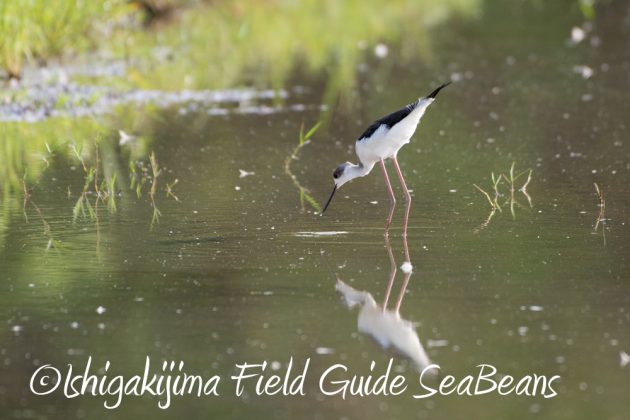 10%e6%9c%8827%e6%97%a5%e7%9f%b3%e5%9e%a3%e5%b3%b6%e3%83%90%e3%83%bc%e3%83%89%e3%82%a6%e3%82%aa%e3%83%83%e3%83%81%e3%83%b3%e3%82%b0%ef%bc%86%e9%87%8e%e9%b3%a5%e6%92%ae%e5%bd%b15