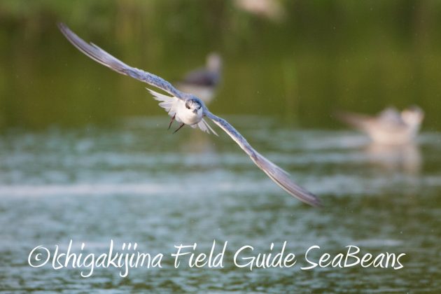 10%e6%9c%8816%e6%97%a5%e7%9f%b3%e5%9e%a3%e5%b3%b6%e9%87%8e%e9%b3%a5%e6%92%ae%e5%bd%b1%e3%82%ac%e3%82%a4%e3%83%8922