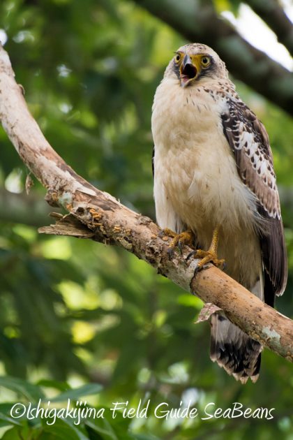 10%e6%9c%888%e6%97%a5%e7%9f%b3%e5%9e%a3%e5%b3%b6%e3%83%90%e3%83%bc%e3%83%89%e3%82%a6%e3%82%aa%e3%83%83%e3%83%81%e3%83%b3%e3%82%b0%ef%bc%86%e9%87%8e%e9%b3%a5%e6%92%ae%e5%bd%b1%e3%82%ac%e3%82%a4