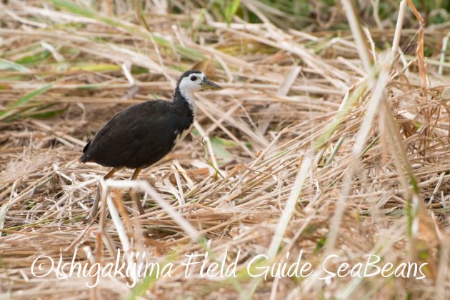 10%e6%9c%883%e6%97%a5%e7%9f%b3%e5%9e%a3%e5%b3%b6%e3%83%90%e3%83%bc%e3%83%89%e3%82%a6%e3%82%aa%e3%83%83%e3%83%81%e3%83%b3%e3%82%b0%ef%bc%86%e9%87%8e%e9%b3%a5%e6%92%ae%e5%bd%b1%e3%82%ac%e3%82%a4