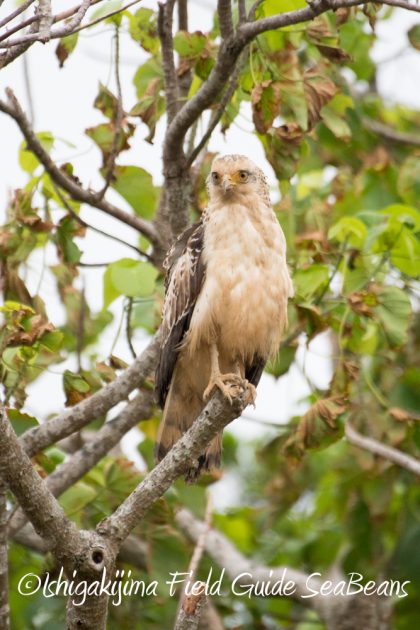 10%e6%9c%889%e6%97%a5%e7%9f%b3%e5%9e%a3%e5%b3%b6%e3%83%90%e3%83%bc%e3%83%89%e3%82%a6%e3%82%aa%e3%83%83%e3%83%81%e3%83%b3%e3%82%b0%ef%bc%86%e9%87%8e%e9%b3%a5%e8%a6%b3%e5%af%9f%e3%82%ac%e3%82%a4