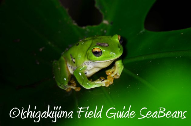 10%e6%9c%8830%e6%97%a5%e7%9f%b3%e5%9e%a3%e5%b3%b6%e3%83%8a%e3%82%a4%e3%83%88%e3%83%84%e3%82%a2%e3%83%bc15