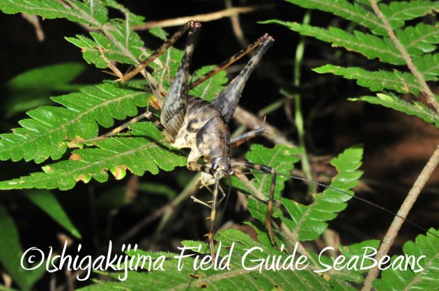 10%e6%9c%882%e6%97%a5%e7%9f%b3%e5%9e%a3%e5%b3%b6%e3%83%8a%e3%82%a4%e3%83%88%e3%83%84%e3%82%a2%e3%83%bc16