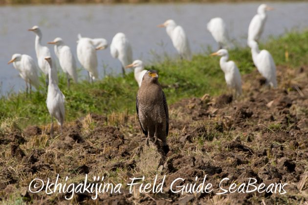 11%e6%9c%8817%e6%97%a5%e7%9f%b3%e5%9e%a3%e5%b3%b6%e3%83%90%e3%83%bc%e3%83%89%e3%82%a6%e3%82%aa%e3%83%83%e3%83%81%e3%83%b3%e3%82%b0%ef%bc%86%e9%87%8e%e9%b3%a5%e8%a6%b3%e5%af%9f%e3%83%84%e3%82%a2