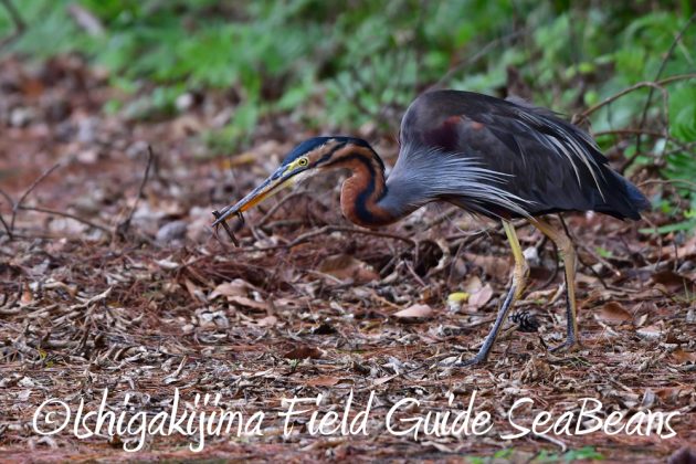 11%e6%9c%882%e6%97%a5%e7%9f%b3%e5%9e%a3%e5%b3%b6%e3%83%90%e3%83%bc%e3%83%89%e3%82%a6%e3%82%aa%e3%83%83%e3%83%81%e3%83%b3%e3%82%b0%ef%bc%86%e9%87%8e%e9%b3%a5%e6%92%ae%e5%bd%b1%e3%82%ac%e3%82%a4