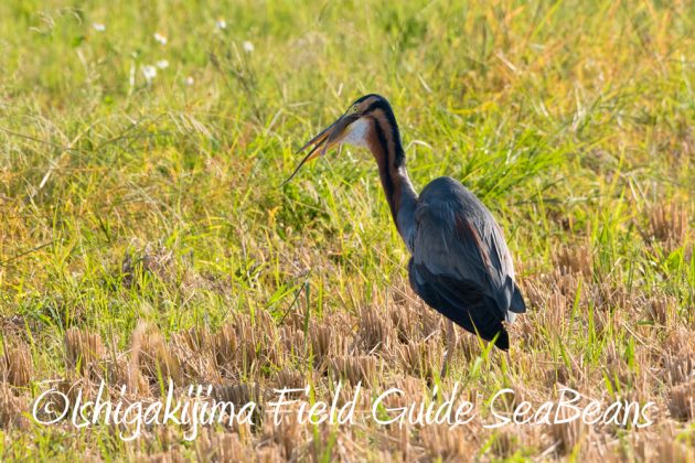 11%e6%9c%8816%e6%97%a5%e7%9f%b3%e5%9e%a3%e5%b3%b6%e3%83%90%e3%83%bc%e3%83%89%e3%82%a6%e3%82%aa%e3%83%83%e3%83%81%e3%83%b3%e3%82%b0%ef%bc%86%e9%87%8e%e9%b3%a5%e8%a6%b3%e5%af%9f%e3%82%ac%e3%82%a4