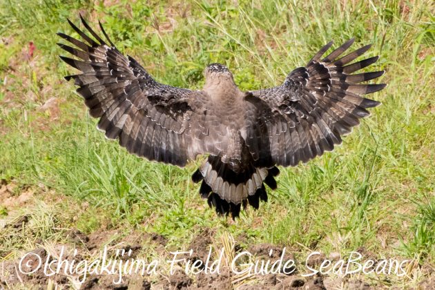 11%e6%9c%8813%e6%97%a5%e7%9f%b3%e5%9e%a3%e5%b3%b6%e3%83%90%e3%83%bc%e3%83%89%e3%82%a6%e3%82%aa%e3%83%83%e3%83%81%e3%83%b3%e3%82%b0%ef%bc%86%e9%87%8e%e9%b3%a5%e6%92%ae%e5%bd%b1%e3%82%ac%e3%82%a4