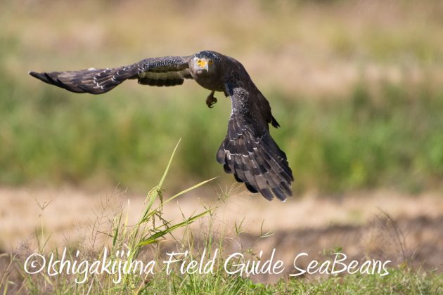 11%e6%9c%8814%e6%97%a5%e7%9f%b3%e5%9e%a3%e5%b3%b6%e3%83%90%e3%83%bc%e3%83%89%e3%82%a6%e3%82%aa%e3%83%83%e3%83%81%e3%83%b3%e3%82%b0%ef%bc%86%e9%87%8e%e9%b3%a5%e6%92%ae%e5%bd%b1%e3%82%ac%e3%82%a4