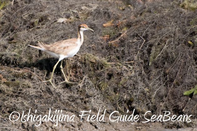 11%e6%9c%8816%e6%97%a5%e7%9f%b3%e5%9e%a3%e5%b3%b6%e3%83%90%e3%83%bc%e3%83%89%e3%82%a6%e3%82%aa%e3%83%83%e3%83%81%e3%83%b3%e3%82%b0%ef%bc%86%e9%87%8e%e9%b3%a5%e8%a6%b3%e5%af%9f%e3%82%ac%e3%82%a4