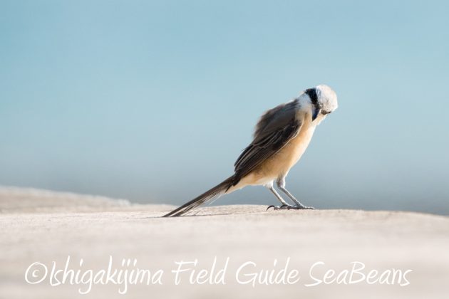 11%e6%9c%8816%e6%97%a5%e7%9f%b3%e5%9e%a3%e5%b3%b6%e3%83%90%e3%83%bc%e3%83%89%e3%82%a6%e3%82%aa%e3%83%83%e3%83%81%e3%83%b3%e3%82%b0%ef%bc%86%e9%87%8e%e9%b3%a5%e8%a6%b3%e5%af%9f%e3%82%ac%e3%82%a4