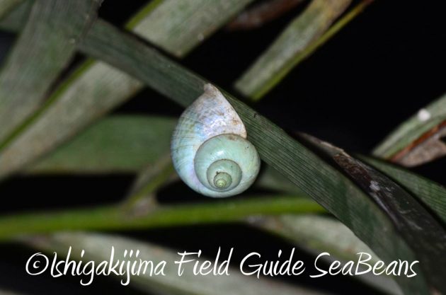 11%e6%9c%883%e6%97%a5%e7%9f%b3%e5%9e%a3%e5%b3%b6%e3%83%8a%e3%82%a4%e3%83%88%e3%83%84%e3%82%a2%e3%83%bc13