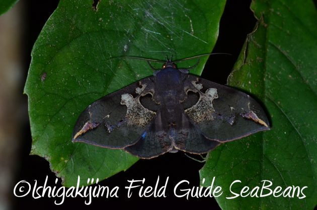 11%e6%9c%8822%e6%97%a5%e7%9f%b3%e5%9e%a3%e5%b3%b6%e3%83%8a%e3%82%a4%e3%83%88%e3%83%84%e3%82%a2%e3%83%bc20