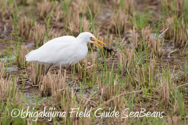 11%e6%9c%8828%e6%97%a5%e7%9f%b3%e5%9e%a3%e5%b3%b6%e3%83%90%e3%83%bc%e3%83%89%e3%82%a6%e3%82%aa%e3%83%83%e3%83%81%e3%83%b3%e3%82%b0%e3%82%ac%e3%82%a4%e3%83%893