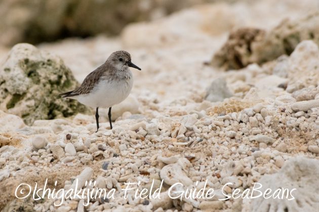 11%e6%9c%8822%e6%97%a5%e7%9f%b3%e5%9e%a3%e5%b3%b6%e3%83%90%e3%83%bc%e3%83%89%e3%82%a6%e3%82%aa%e3%83%83%e3%83%81%e3%83%b3%e3%82%b0%ef%bc%86%e9%87%8e%e9%b3%a5%e6%92%ae%e5%bd%b13